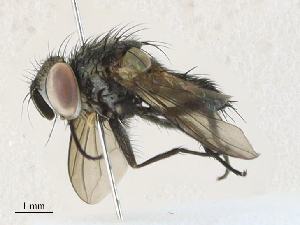  ( - CBG-A30947-C03)  @11 [ ] CreativeCommons - Attribution Share - Alike (2024) CBG Photography Group Centre for Biodiversity Genomics