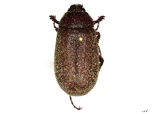  ( - CBG-A30947-H02)  @11 [ ] CreativeCommons - Attribution Share Alike (2024) CBG Photography Group Centre for Biodiversity Genomics