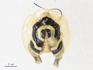 ( - CBG-A30948-F11)  @11 [ ] CreativeCommons - Attribution Share - Alike (2024) CBG Photography Group Centre for Biodiversity Genomics