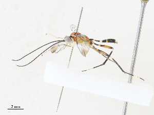  ( - CBG-A30956-A09)  @11 [ ] CreativeCommons - Attribution Share - Alike (2024) CBG Photography Group Centre for Biodiversity Genomics