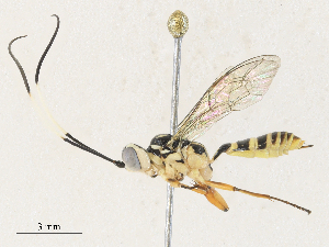  ( - CBG-A30994-D03)  @11 [ ] CreativeCommons - Attribution Share - Alike (2024) CBG Photography Group Centre for Biodiversity Genomics