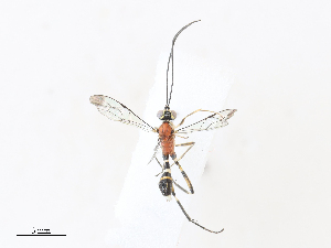  ( - CBG-A30995-C12)  @11 [ ] CreativeCommons - Attribution Share - Alike (2024) CBG Photography Group Centre for Biodiversity Genomics