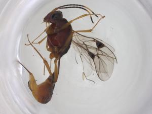  ( - CBG-A31427-A11)  @11 [ ] CreativeCommons - Attribution Share - Alike (2024) Centre for Biodiversity Genomics Centre for Biodiversity Genomics