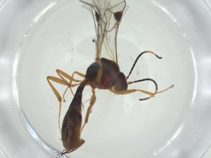  ( - CBG-A31429-C09)  @11 [ ] CreativeCommons - Attribution Share - Alike (2024) Centre for Biodiversity Genomics Centre for Biodiversity Genomics