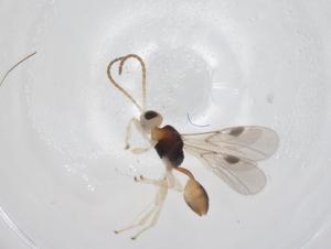  ( - CBG-A31431-D09)  @11 [ ] CreativeCommons - Attribution Share - Alike (2024) Centre for Biodiversity Genomics Centre for Biodiversity Genomics