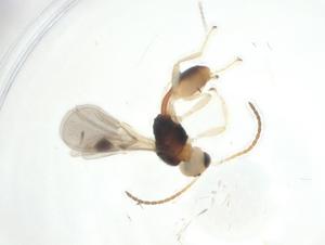  ( - CBG-A31435-E01)  @11 [ ] CreativeCommons - Attribution Share - Alike (2024) Centre for Biodiversity Genomics Centre for Biodiversity Genomics