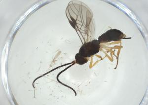  (opiMalaise01 Malaise6050 - CBG-A31436-D05)  @11 [ ] CreativeCommons - Attribution Share - Alike (2024) Centre for Biodiversity Genomics Centre for Biodiversity Genomics