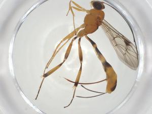  (Xiphosomella Malaise9670 - CBG-A31443-C07)  @11 [ ] CreativeCommons - Attribution Share - Alike (2024) Centre for Biodiversity Genomics Centre for Biodiversity Genomics