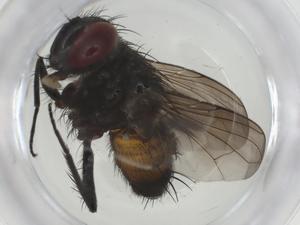  ( - CBG-A31470-B11)  @11 [ ] CreativeCommons - Attribution Share - Alike (2024) Centre for Biodiversity Genomics Centre for Biodiversity Genomics