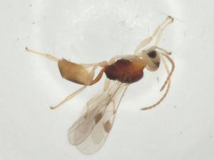  ( - CBG-A31470-C02)  @11 [ ] CreativeCommons - Attribution Share - Alike (2024) Centre for Biodiversity Genomics Centre for Biodiversity Genomics