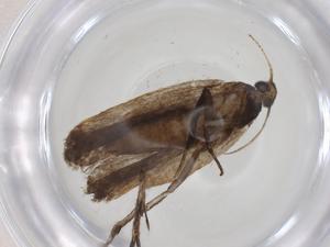  ( - CBG-A31522-B02)  @11 [ ] CreativeCommons - Attribution Share - Alike (2024) Centre for Biodiversity Genomics Centre for Biodiversity Genomics