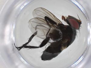  (Ametadoria Malaise1709 - CBG-A31525-B06)  @11 [ ] CreativeCommons - Attribution Share - Alike (2024) Centre for Biodiversity Genomics Centre for Biodiversity Genomics