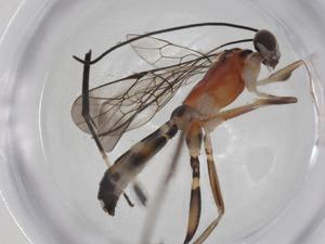  ( - CBG-A31531-C10)  @11 [ ] CreativeCommons - Attribution Share - Alike (2024) Centre for Biodiversity Genomics Centre for Biodiversity Genomics