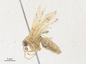  ( - CBG-A31757-B07)  @11 [ ] CreativeCommons - Attribution Share - Alike (2024) CBG Photography Group Centre for Biodiversity Genomics