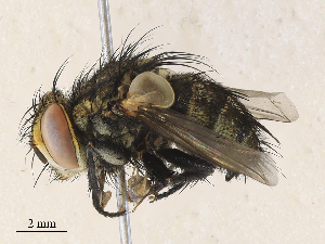  ( - CBG-A31757-H04)  @11 [ ] CreativeCommons - Attribution Share - Alike (2024) CBG Photography Group Centre for Biodiversity Genomics