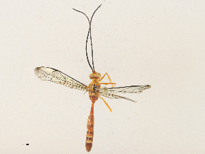  ( - CBG-A31760-G06)  @11 [ ] CreativeCommons - Attribution Share - Alike (2024) CBG Photography Group Centre for Biodiversity Genomics