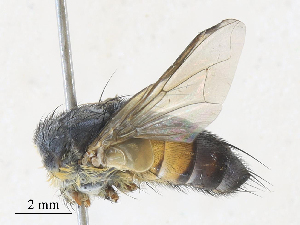  (Telothyria grisea - CBG-A31761-B10)  @11 [ ] CreativeCommons - Attribution Share - Alike (2024) CBG Photography Group Centre for Biodiversity Genomics