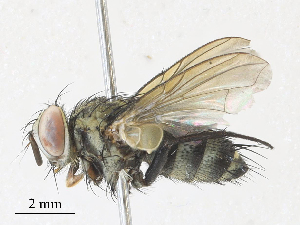  ( - CBG-A31764-C08)  @11 [ ] CreativeCommons - Attribution Share - Alike (2024) CBG Photography Group Centre for Biodiversity Genomics