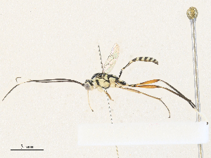  ( - CBG-A31829-B02)  @11 [ ] CreativeCommons - Attribution Share - Alike (2024) CBG Photography Group Centre for Biodiversity Genomics