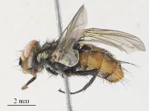  (Billaea Janzen7585 - CBG-A31829-C04)  @11 [ ] CreativeCommons - Attribution Share - Alike (2024) CBG Photography Group Centre for Biodiversity Genomics