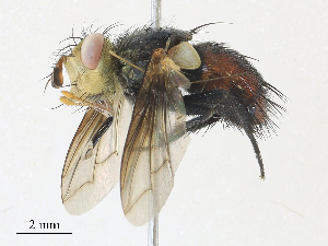  (Archytas Wood01DHJ02 - CBG-A31829-C09)  @11 [ ] CreativeCommons - Attribution Share - Alike (2024) CBG Photography Group Centre for Biodiversity Genomics