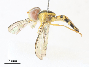  ( - CBG-A31831-D11)  @11 [ ] CreativeCommons - Attribution Share - Alike (2024) CBG Photography Group Centre for Biodiversity Genomics