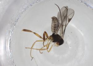  (ichneuMalaise01 Malaise9857 - CBG-A32662-B05)  @11 [ ] CreativeCommons - Attribution Share - Alike (2024) Centre for Biodiversity Genomics Centre for Biodiversity Genomics