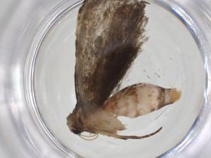  ( - CBG-A32662-H02)  @11 [ ] CreativeCommons - Attribution Share - Alike (2024) Centre for Biodiversity Genomics Centre for Biodiversity Genomics