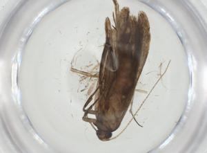  ( - CBG-A32669-E03)  @11 [ ] CreativeCommons - Attribution Share - Alike (2024) Centre for Biodiversity Genomics Centre for Biodiversity Genomics