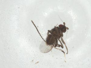  ( - CBG-A32677-E11)  @11 [ ] CreativeCommons - Attribution Share - Alike (2024) Centre for Biodiversity Genomics Centre for Biodiversity Genomics