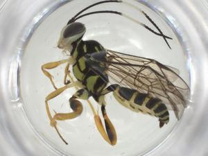  (ichneuMalaise01 Malaise4392 - CBG-A32680-E12)  @11 [ ] CreativeCommons - Attribution Share - Alike (2024) Centre for Biodiversity Genomics Centre for Biodiversity Genomics