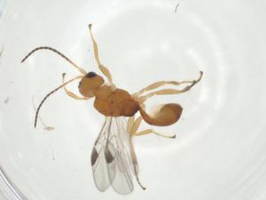  ( - CBG-A32691-H05)  @11 [ ] CreativeCommons - Attribution Share - Alike (2024) Centre for Biodiversity Genomics Centre for Biodiversity Genomics