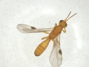  (doryMalaise01 Malaise2331 - CBG-A32715-A01)  @11 [ ] CreativeCommons - Attribution Share - Alike (2024) Centre for Biodiversity Genomics Centre for Biodiversity Genomics