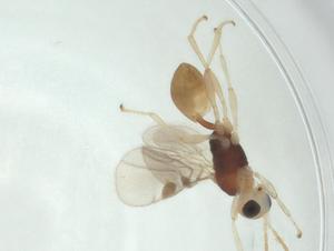  ( - CBG-A32728-A09)  @11 [ ] CreativeCommons - Attribution Share - Alike (2024) Centre for Biodiversity Genomics Centre for Biodiversity Genomics