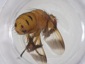  (Oestrophasia Malaise8167 - CBG-A32737-B09)  @11 [ ] CreativeCommons - Attribution Share - Alike (2024) Centre for Biodiversity Genomics Centre for Biodiversity Genomics