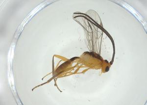  ( - CBG-A33128-D03)  @11 [ ] CreativeCommons - Attribution Share - Alike (2024) Centre for Biodiversity Genomics Centre for Biodiversity Genomics