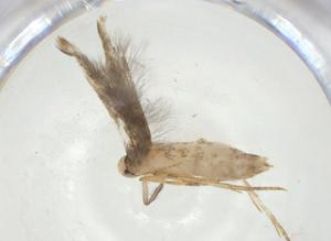  ( - CBG-A33397-G02)  @11 [ ] CreativeCommons - Attribution Share - Alike (2024) Centre for Biodiversity Genomics Centre for Biodiversity Genomics