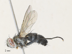  (Neomintho Malaise4299 - CBG-A30956-G06)  @11 [ ] CreativeCommons - Attribution Share - Alike (2024) CBG Photography Group Centre for Biodiversity Genomics