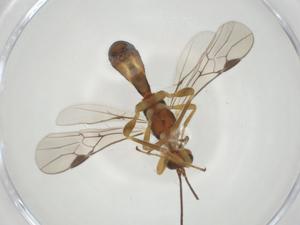  (Callihormius malaise2089 - CBG-A31578-E08)  @11 [ ] CreativeCommons - Attribution Share - Alike (2024) Centre for Biodiversity Genomics Centre for Biodiversity Genomics