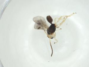  ( - CBG-A31579-B02)  @11 [ ] CreativeCommons - Attribution Share - Alike (2024) Centre for Biodiversity Genomics Centre for Biodiversity Genomics