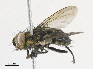  ( - CBG-A31774-A05)  @11 [ ] CreativeCommons - Attribution Share - Alike (2024) CBG Photography Group Centre for Biodiversity Genomics