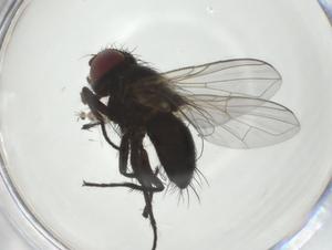  (Cholomyia Janzen6181 - CBG-A32157-H08)  @11 [ ] CreativeCommons - Attribution Share - Alike (2024) Centre for Biodiversity Genomics Centre for Biodiversity Genomics