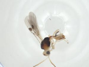  ( - CBG-A32741-C09)  @11 [ ] CreativeCommons - Attribution Share - Alike (2024) Centre for Biodiversity Genomics Centre for Biodiversity Genomics