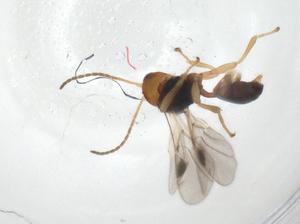  ( - CBG-A32746-A12)  @11 [ ] CreativeCommons - Attribution Share - Alike (2024) Centre for Biodiversity Genomics Centre for Biodiversity Genomics