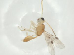  (Leiophron Malaise0764 - CBG-A32747-B10)  @11 [ ] CreativeCommons - Attribution Share - Alike (2024) Centre for Biodiversity Genomics Centre for Biodiversity Genomics