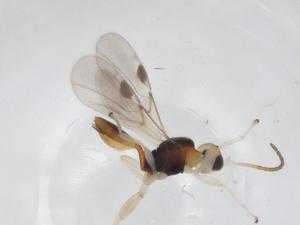  ( - CBG-A32749-D06)  @11 [ ] CreativeCommons - Attribution Share - Alike (2024) Centre for Biodiversity Genomics Centre for Biodiversity Genomics