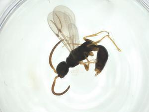  (Acrolyta Malaise9646 - CBG-A32751-H01)  @11 [ ] CreativeCommons - Attribution Share - Alike (2024) Centre for Biodiversity Genomics Centre for Biodiversity Genomics