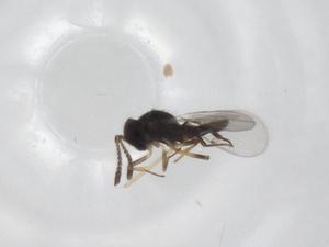  (chalMalaise01 malaise0060 - CBG-A33189-E10)  @11 [ ] CreativeCommons - Attribution Share - Alike (2024) Centre for Biodiversity Genomics Centre for Biodiversity Genomics