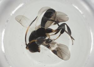  ( - CBG-A33206-G10)  @11 [ ] CreativeCommons - Attribution Share - Alike (2024) Centre for Biodiversity Genomics Centre for Biodiversity Genomics