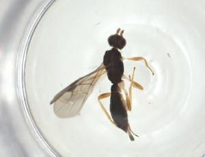  ( - CBG-A33218-H09)  @11 [ ] CreativeCommons - Attribution Share - Alike (2024) Centre for Biodiversity Genomics Centre for Biodiversity Genomics